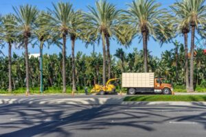 palm tree removal Adelaide
