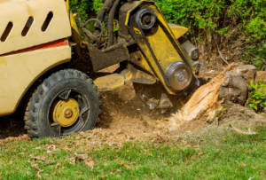 stump removal options Adelaide